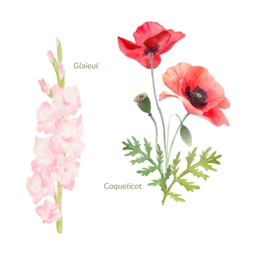 tatouage fleur de naissance août
