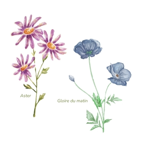 tatouage fleur de naissance septembre