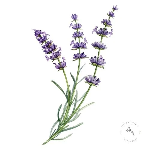 Lavande - Sérénité et guérison lavande, fleur symbole de guérison et de sérénité en tatouage